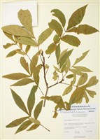 心果山核桃藏品圖，第1張